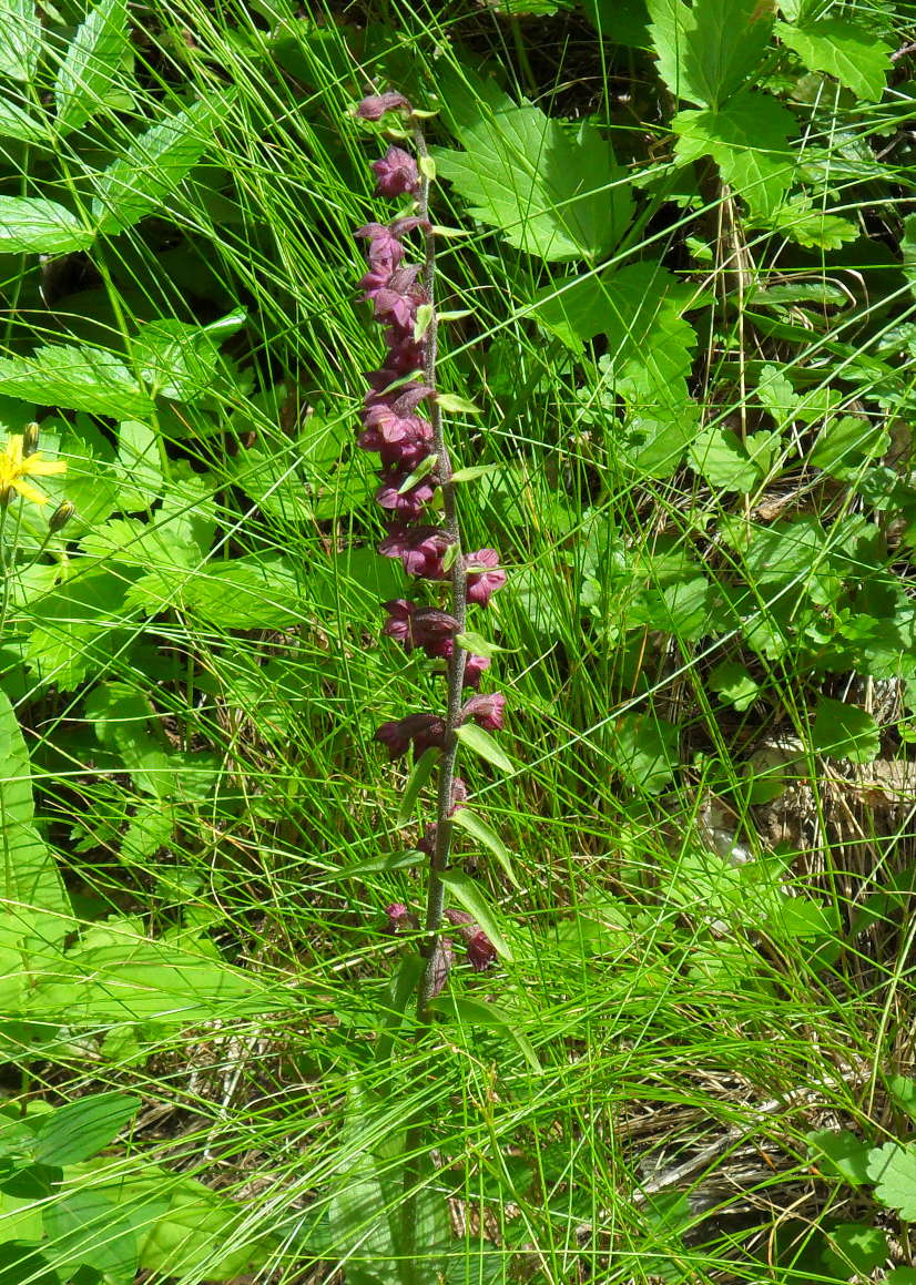 Epipactis atrorubens