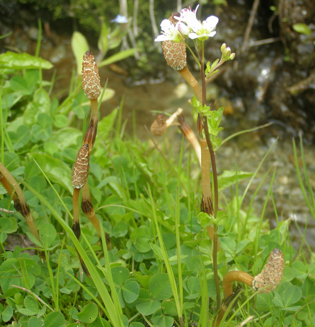 Equisetum arvense