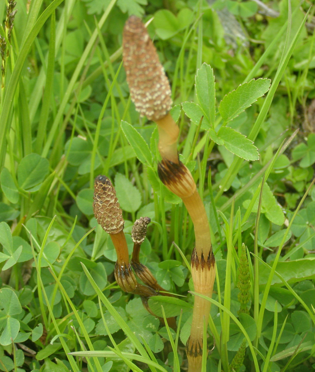 Equisetum arvense