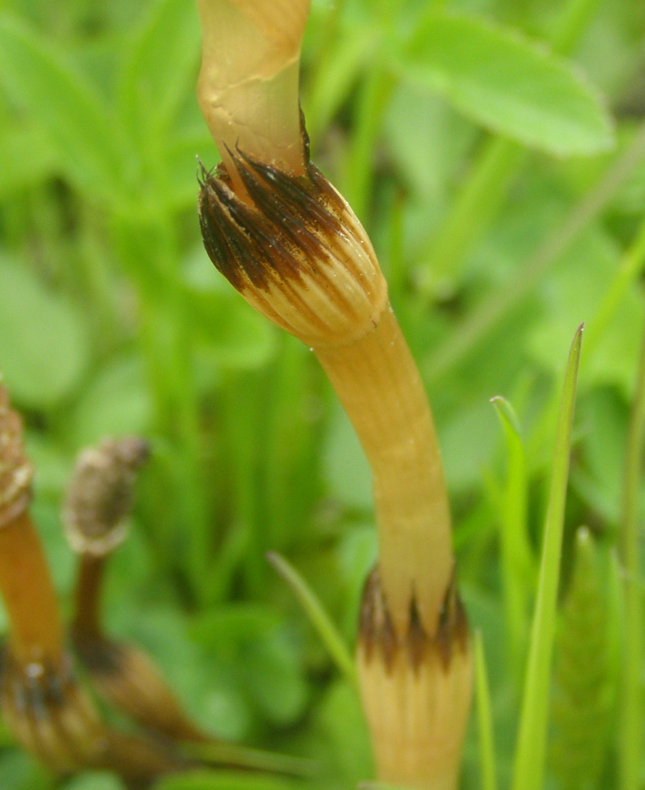 Equisetum arvense