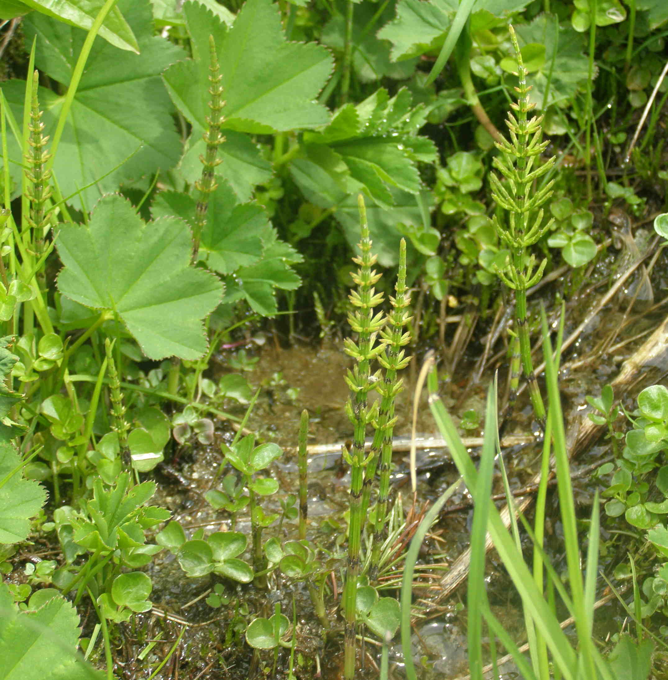 Equisetum arvense