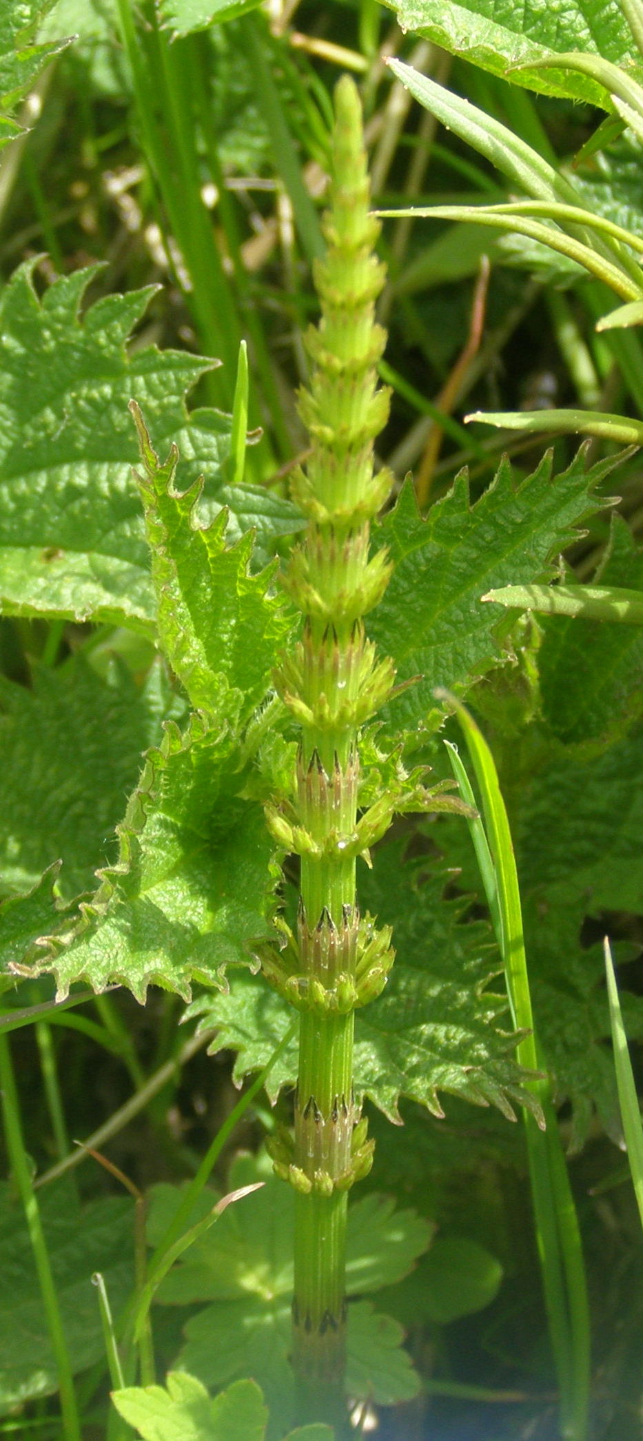 Equisetum arvense