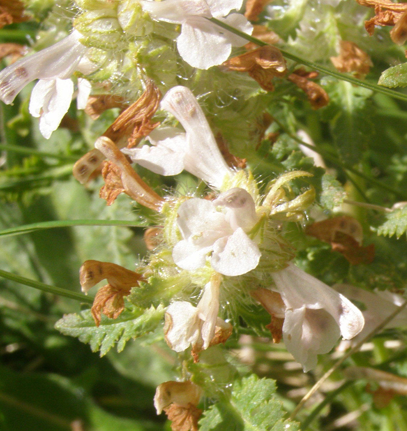 Pedicularis verticillata