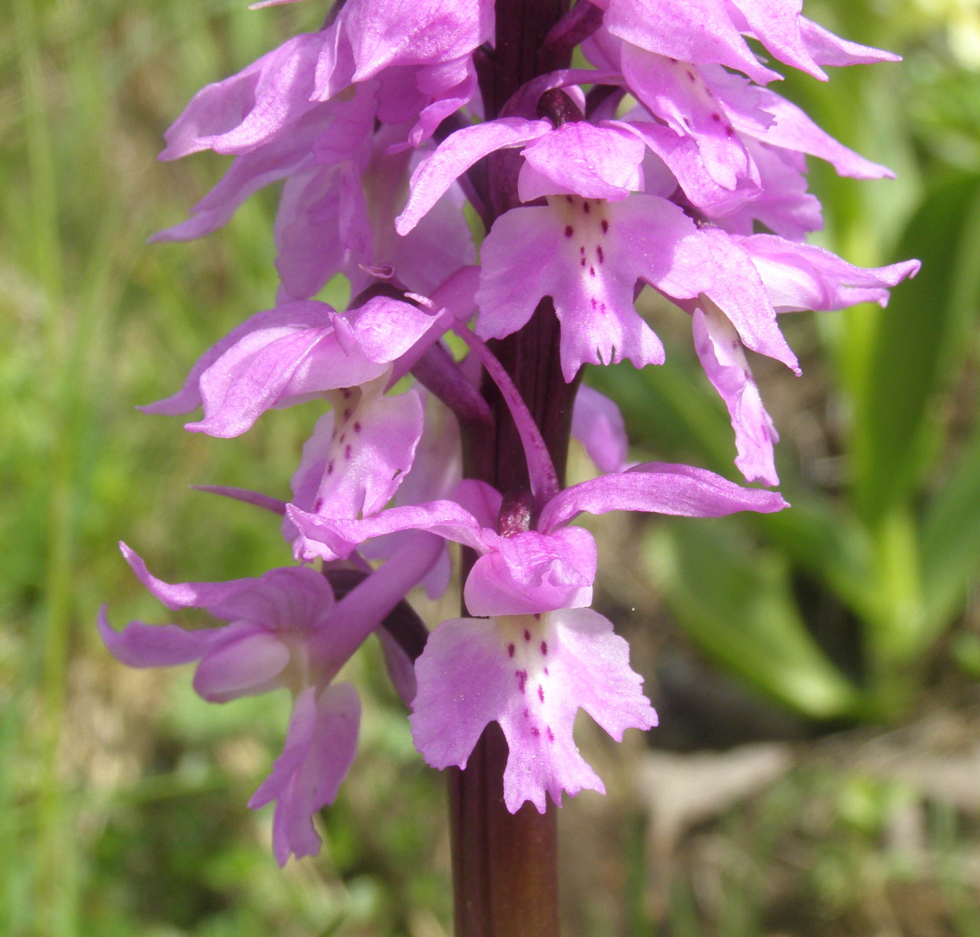 Orchis mascula subsp. speciosa