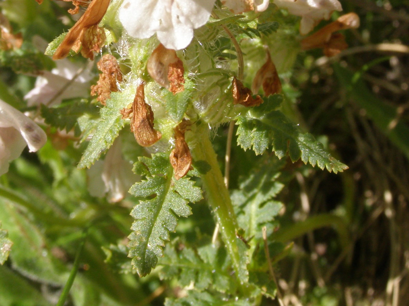 Pedicularis verticillata