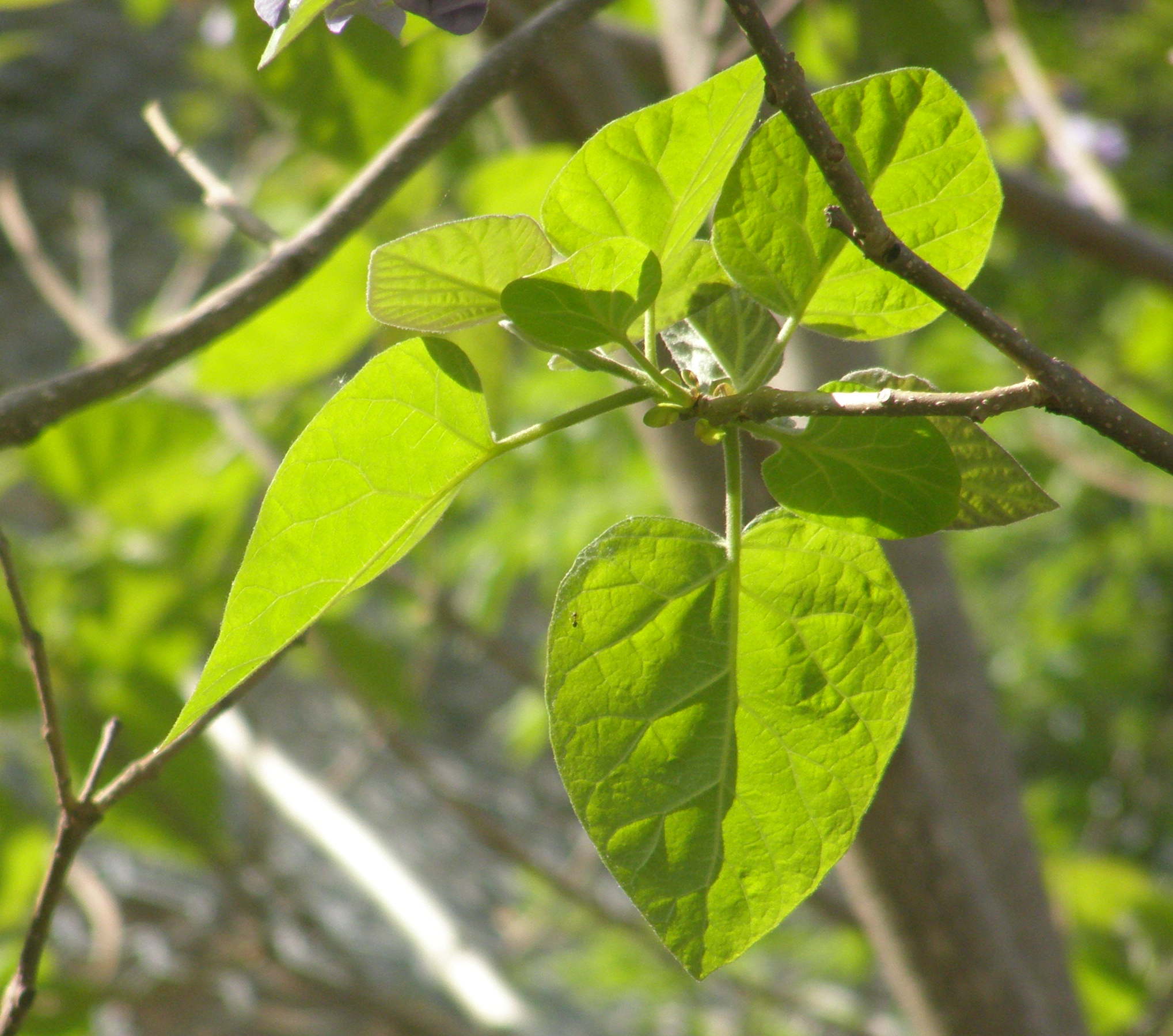 Paulownia tomentosa