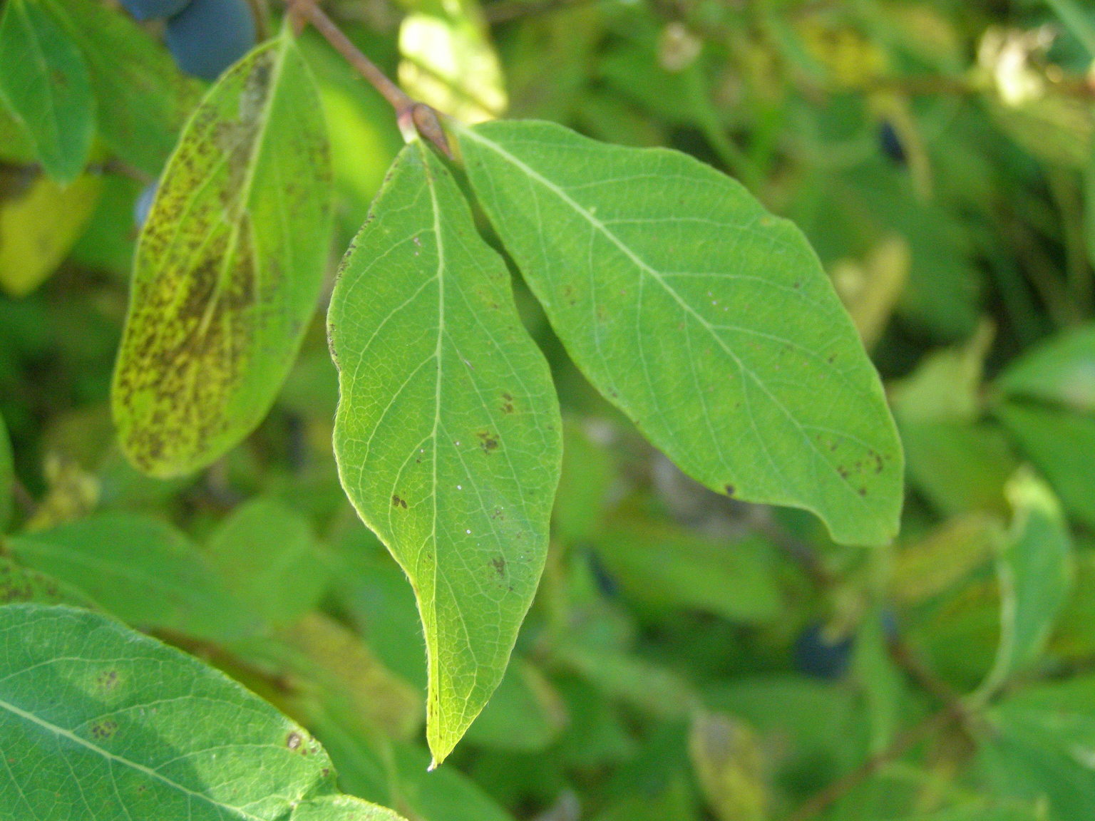 Lonicera caerulea / Caprifoglio turchino