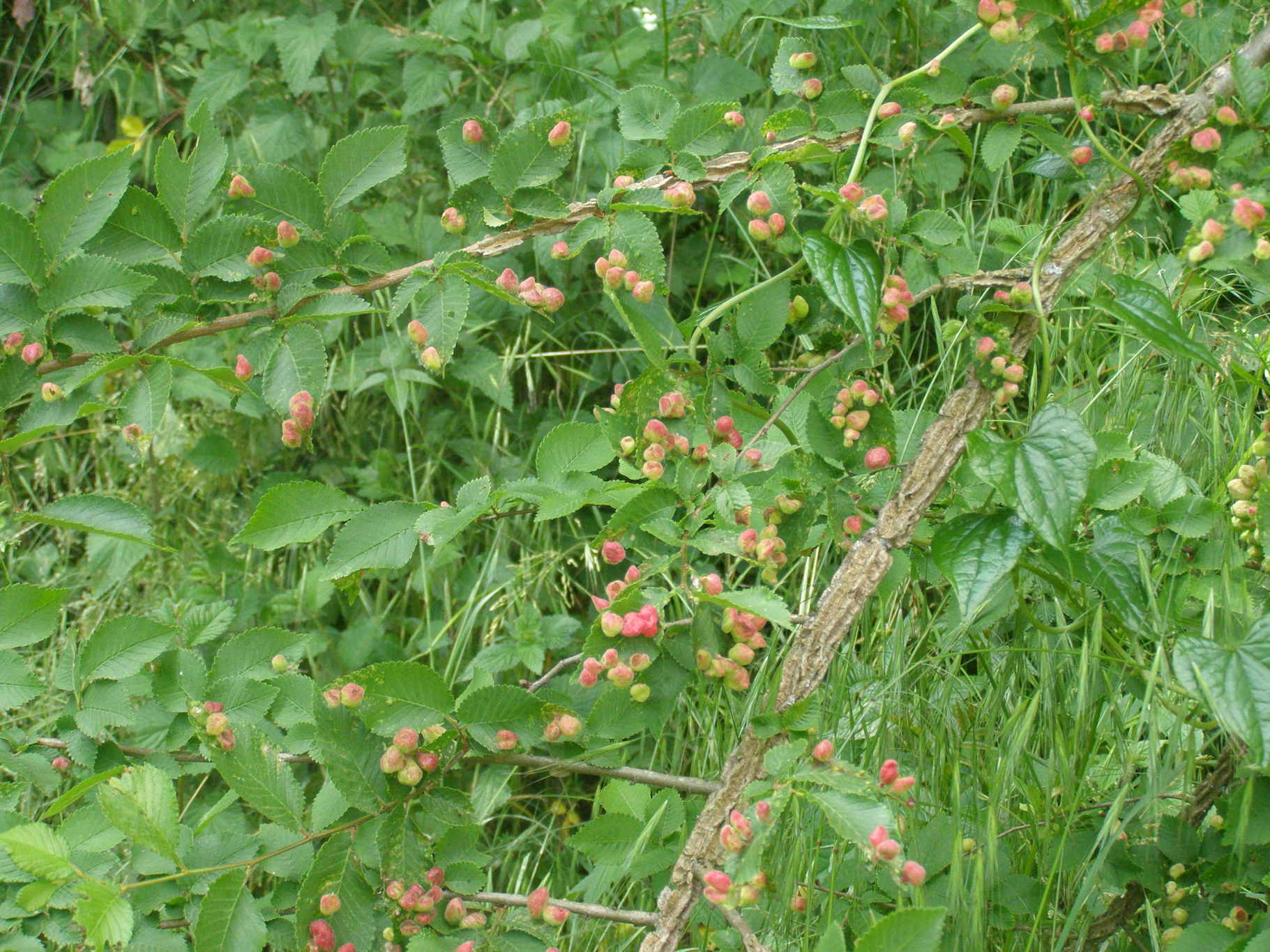 invasione aliena - galle di Tetraneurella alkinire