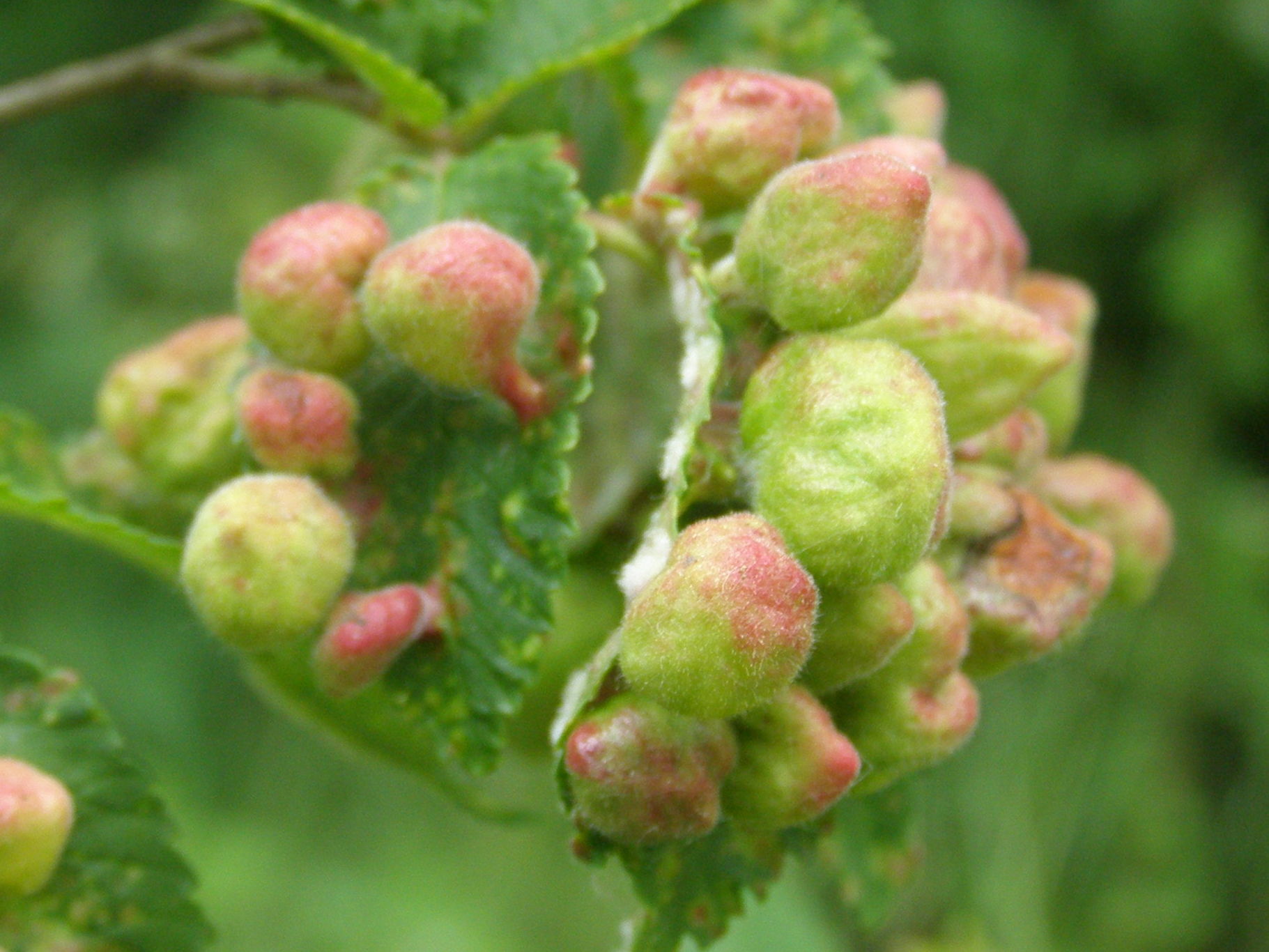 invasione aliena - galle di Tetraneurella alkinire