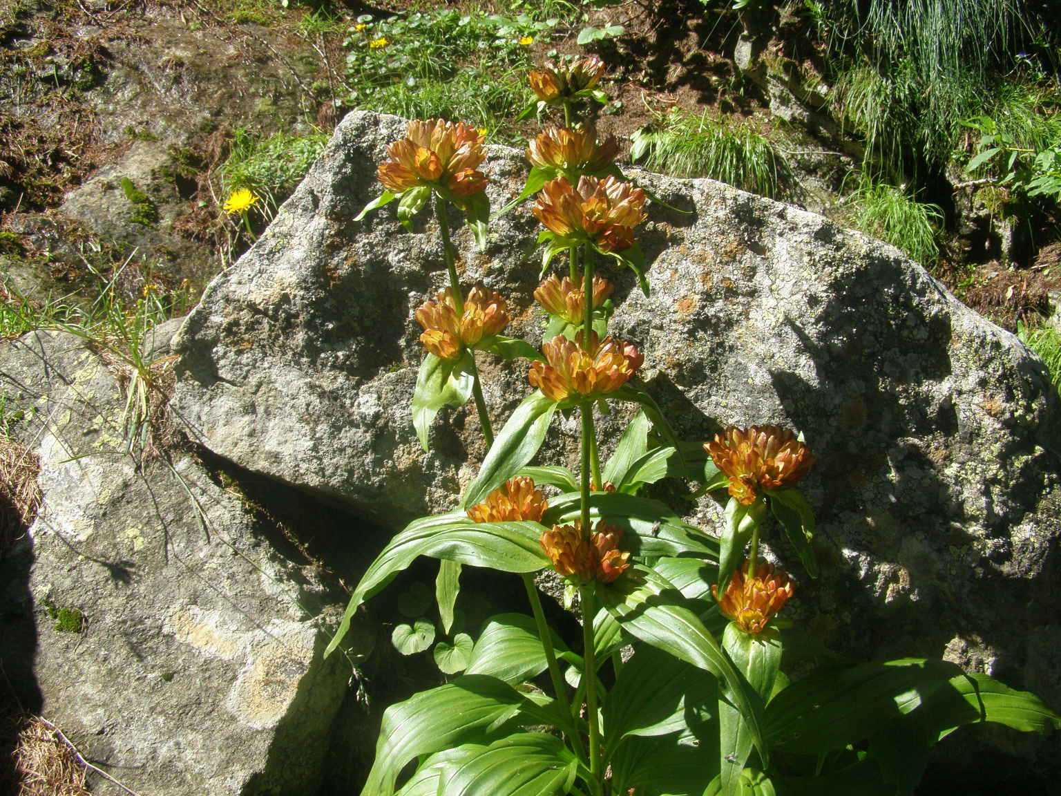 colorazione di Gentiana punctata