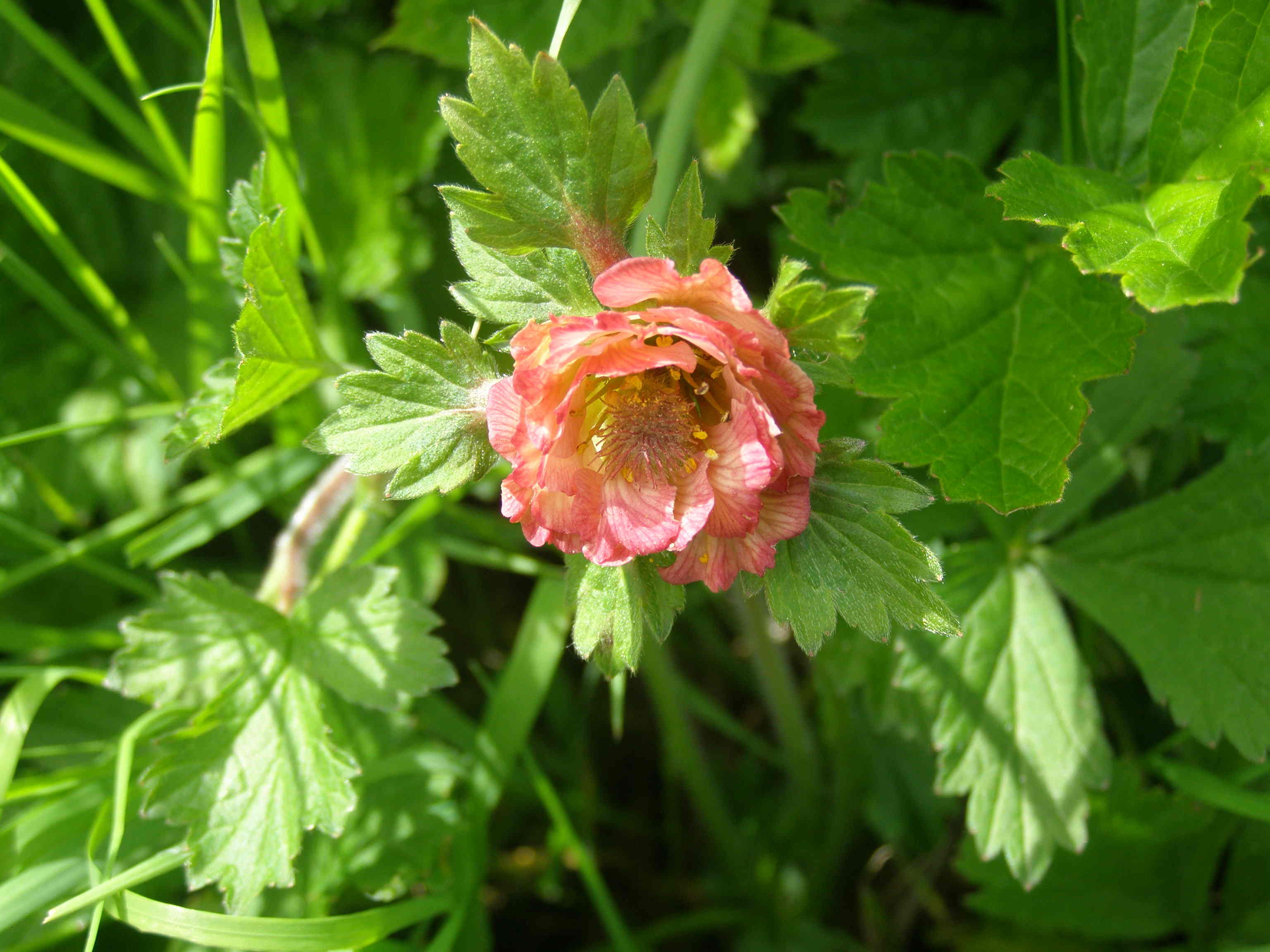 Fiore strano rosso:  lusus di Geum rivale