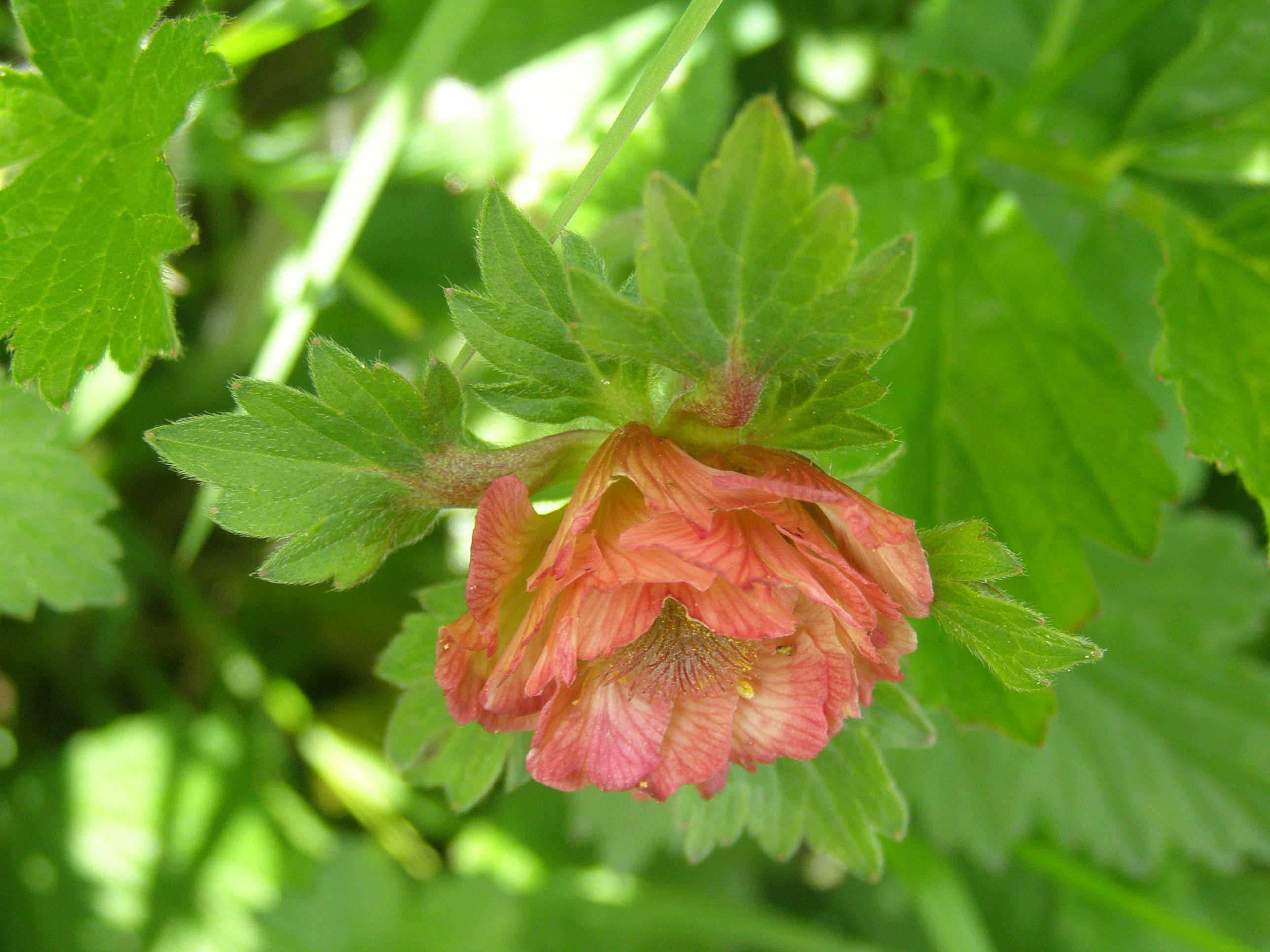 Fiore strano rosso:  lusus di Geum rivale