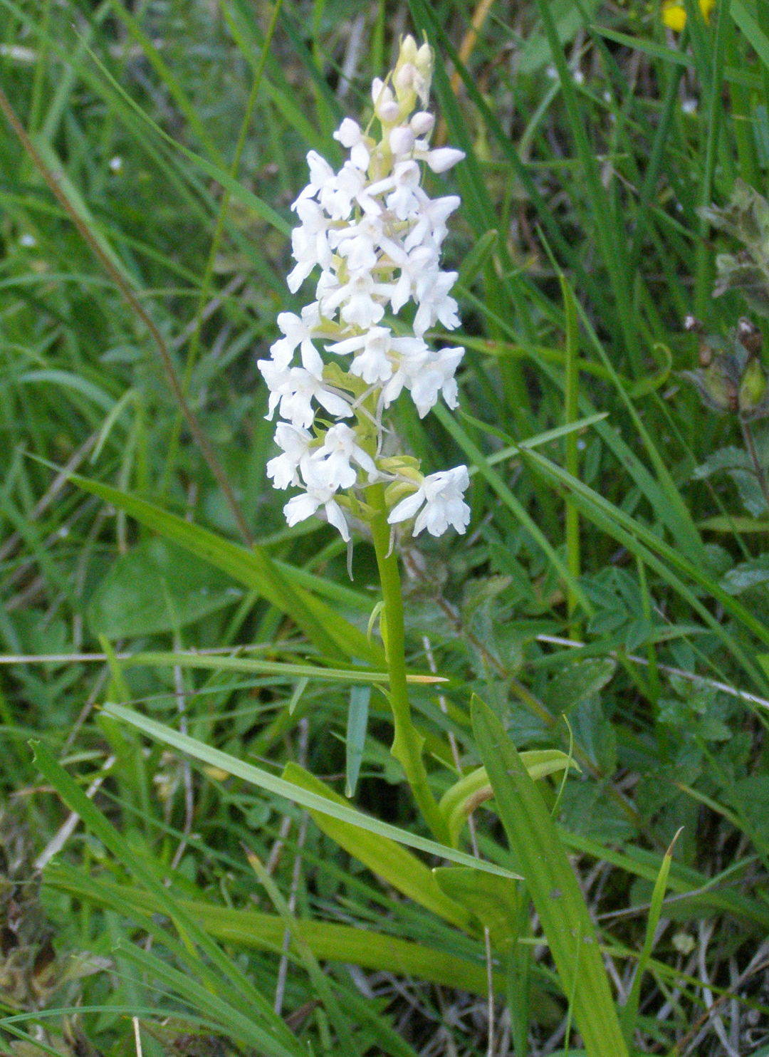 Gymnadena conopsea