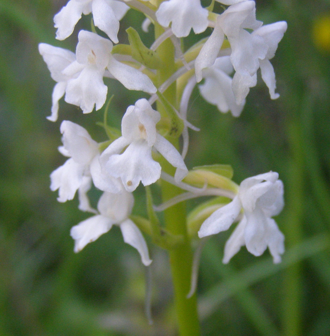 Gymnadena conopsea