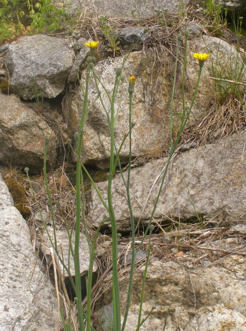 Hypochaeris radicata