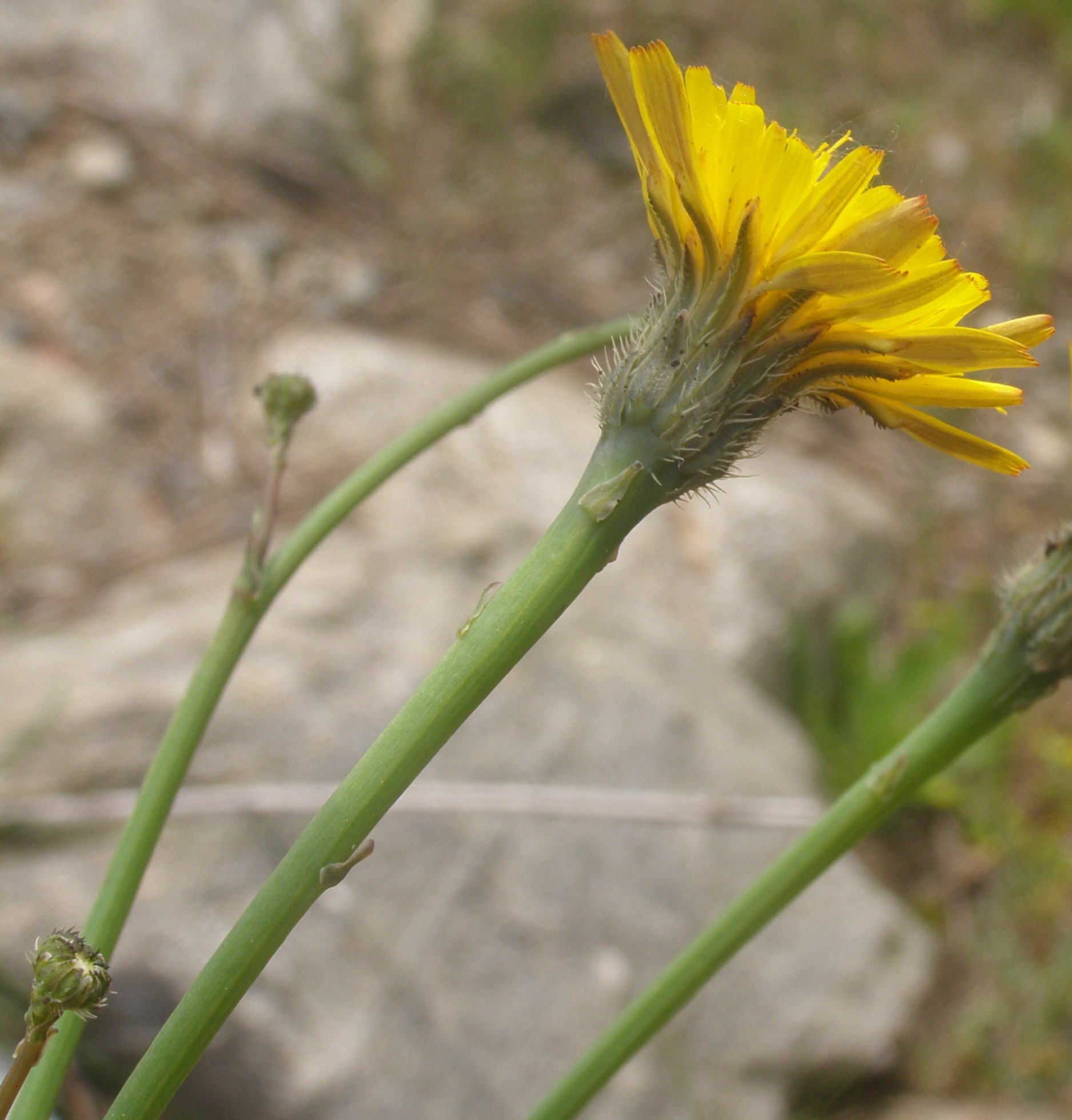 Hypochaeris radicata