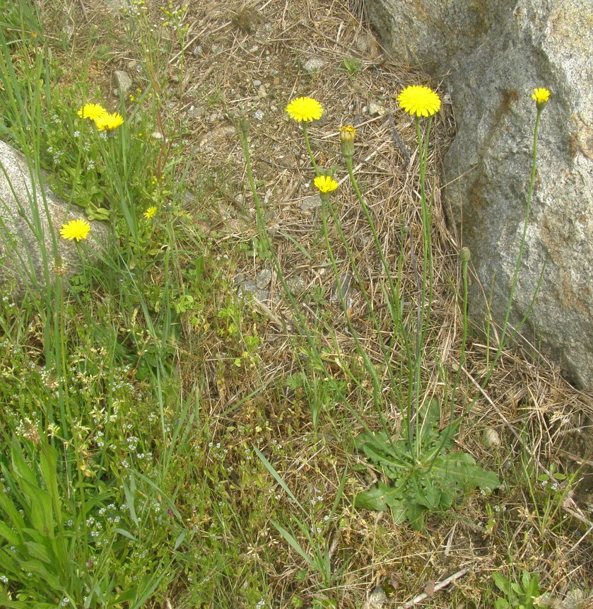 Hypochaeris radicata