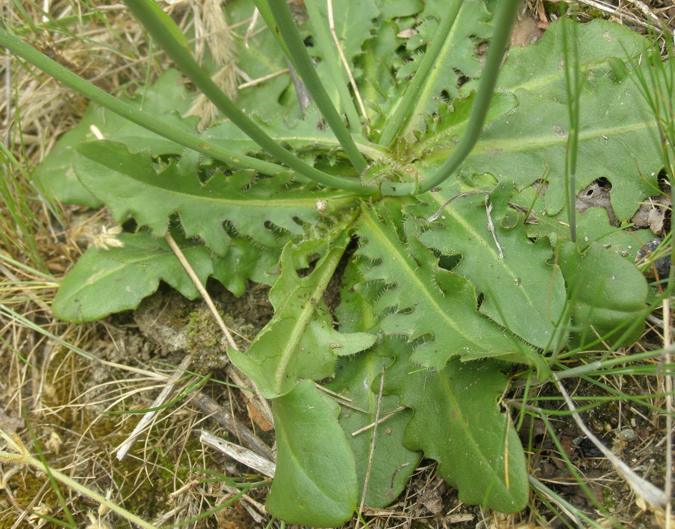 Hypochaeris radicata