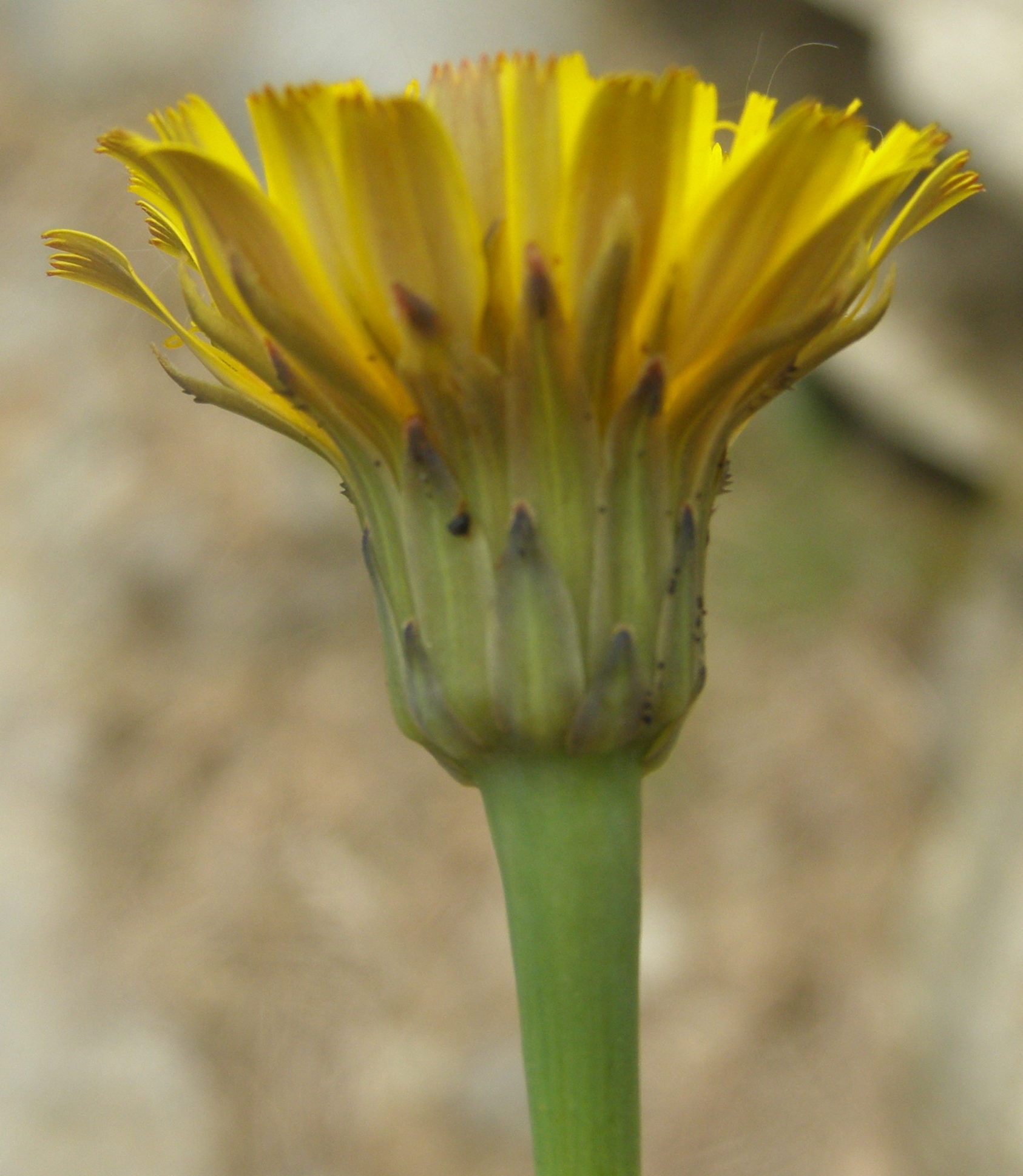 Hypochaeris radicata