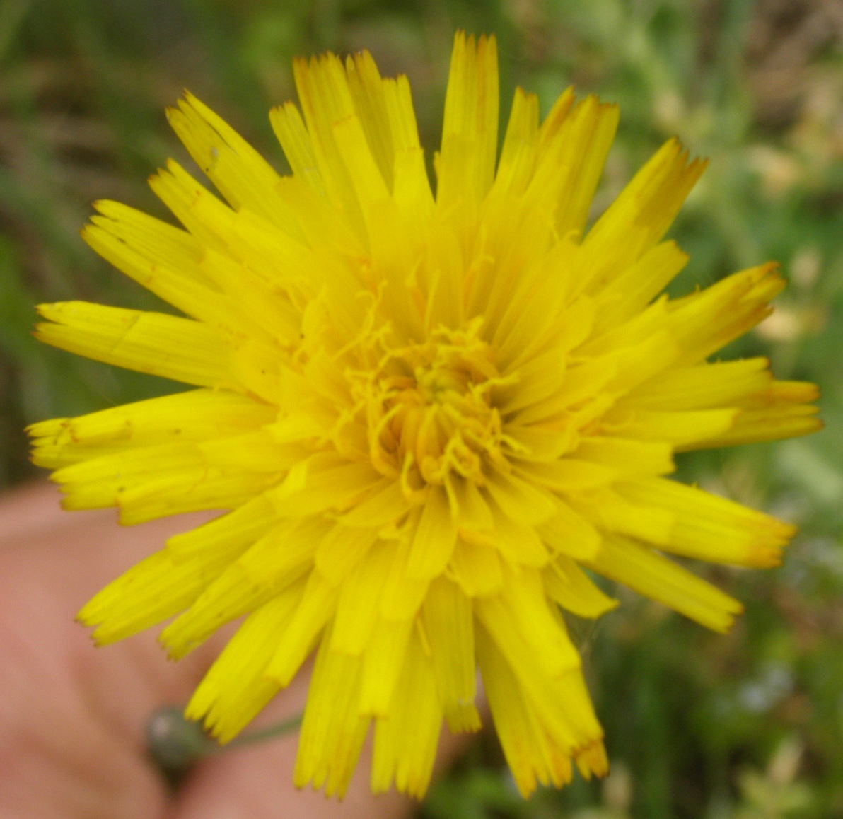 Hypochaeris radicata