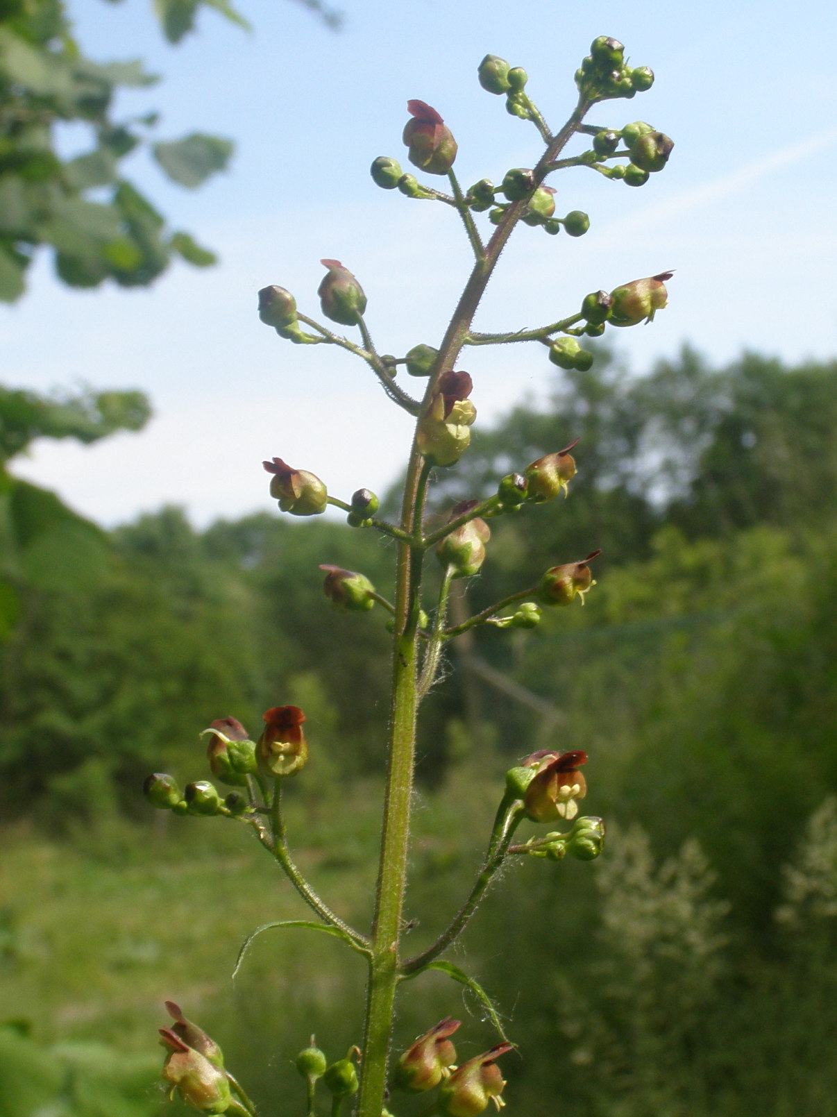 scrofulariacea da det.