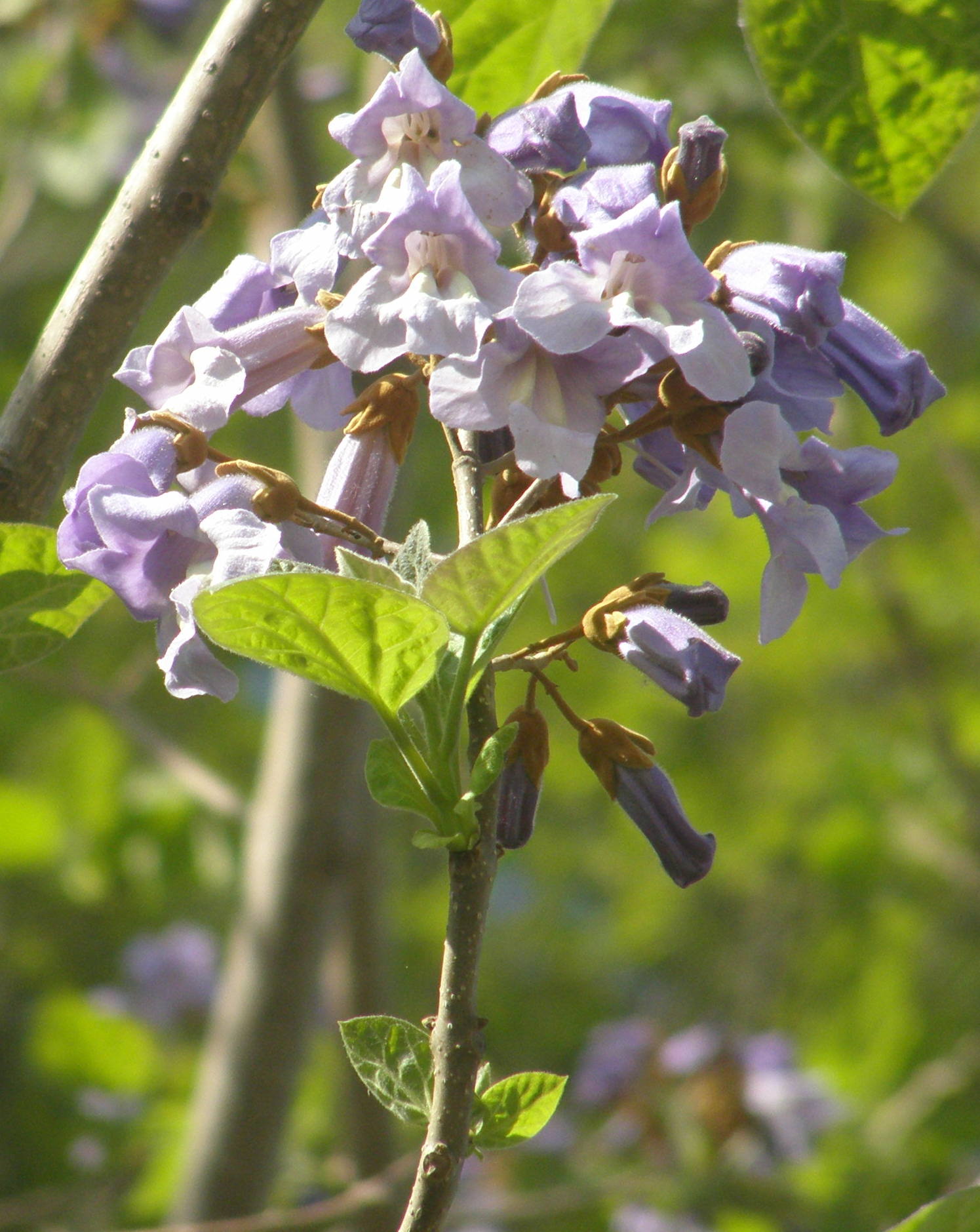 Paulownia tomentosa