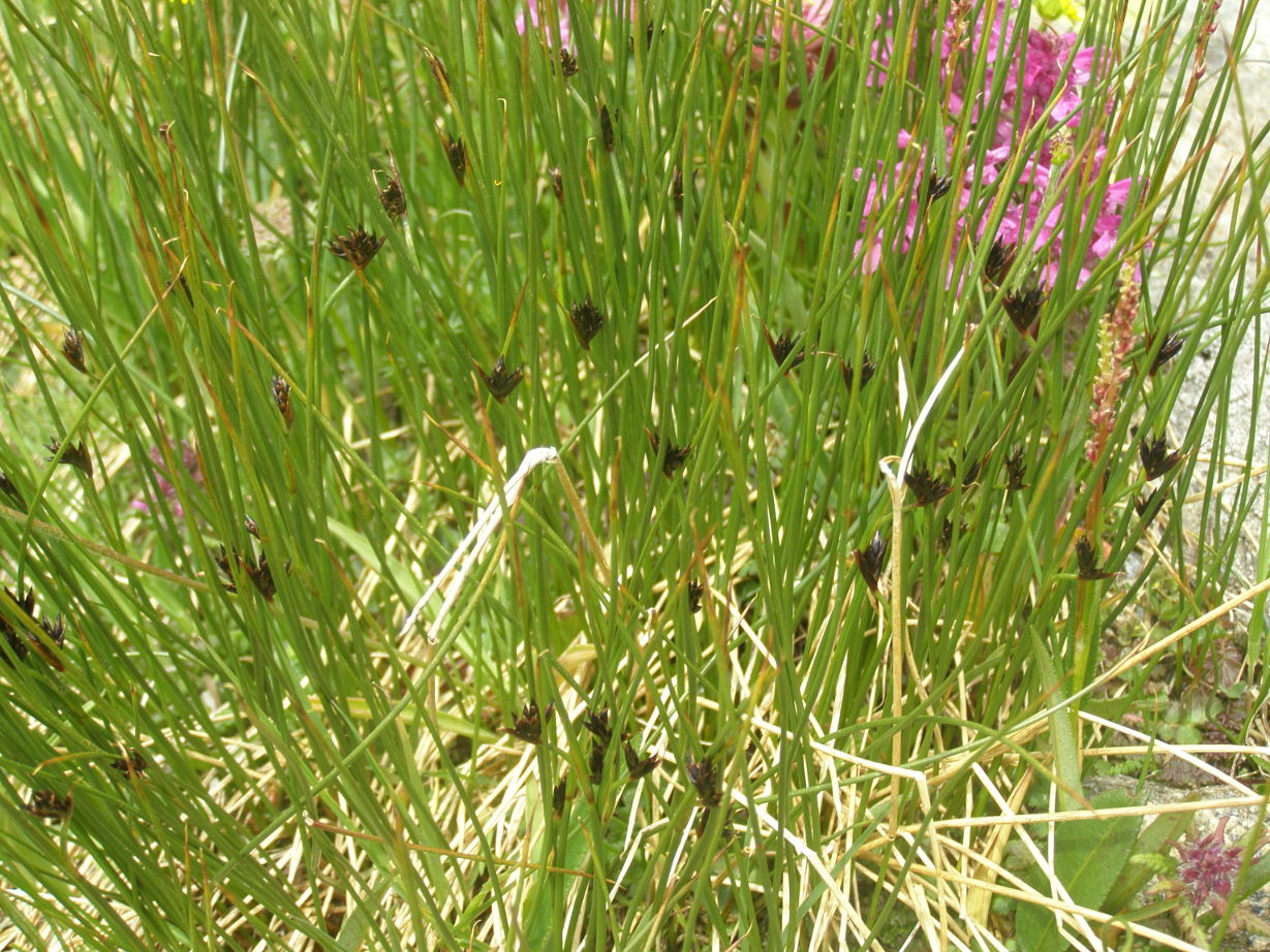 Juncus jacquinii / Giunco di Jacquin