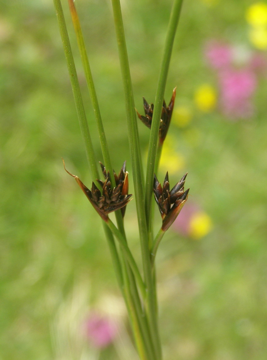 Juncus jacquinii / Giunco di Jacquin