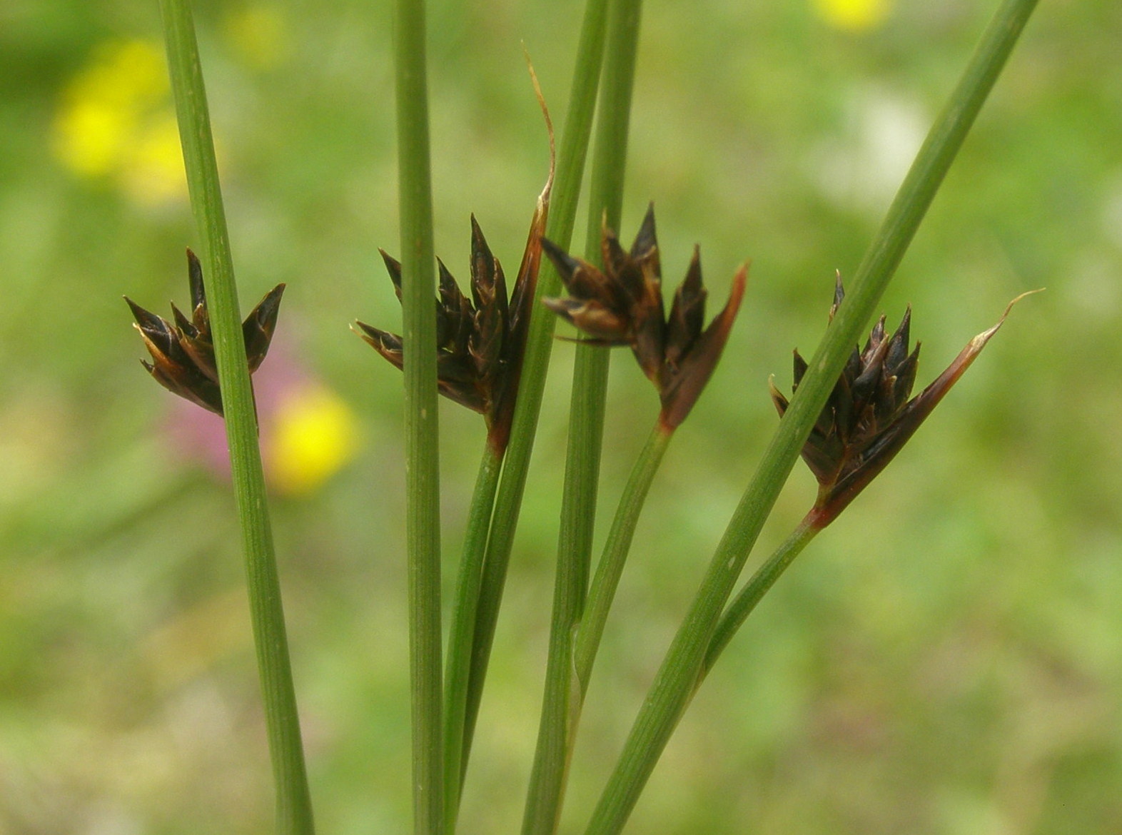 Juncus jacquinii / Giunco di Jacquin