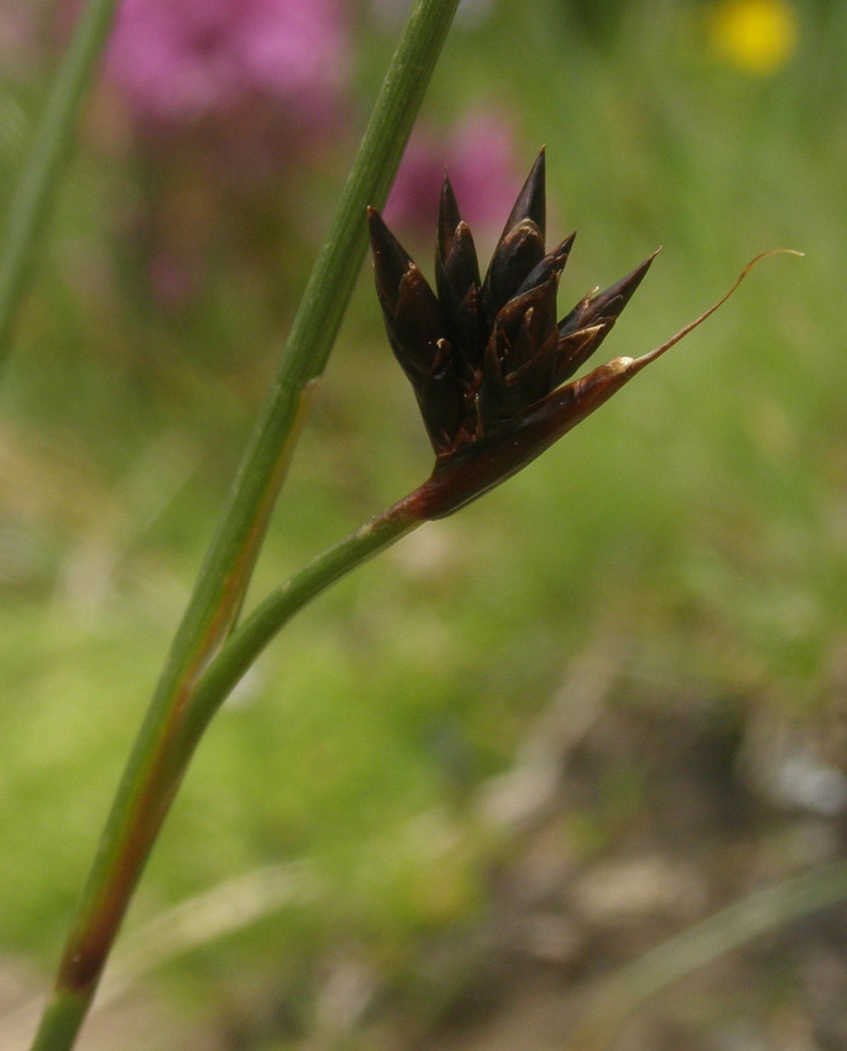 Juncus jacquinii / Giunco di Jacquin