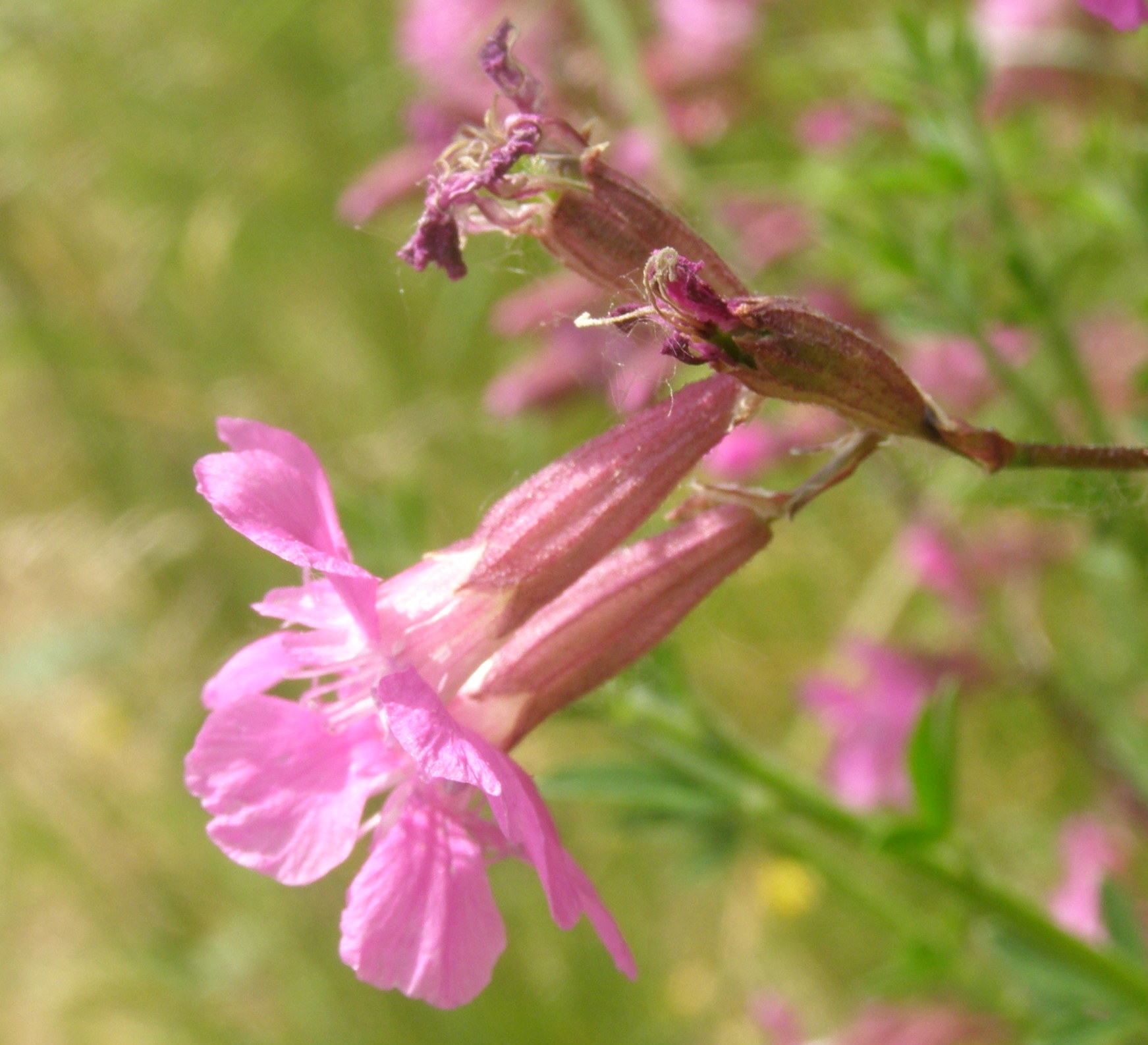 Viscaria vulgaris (=Lychnis viscaria) /Crotonella vischiosa