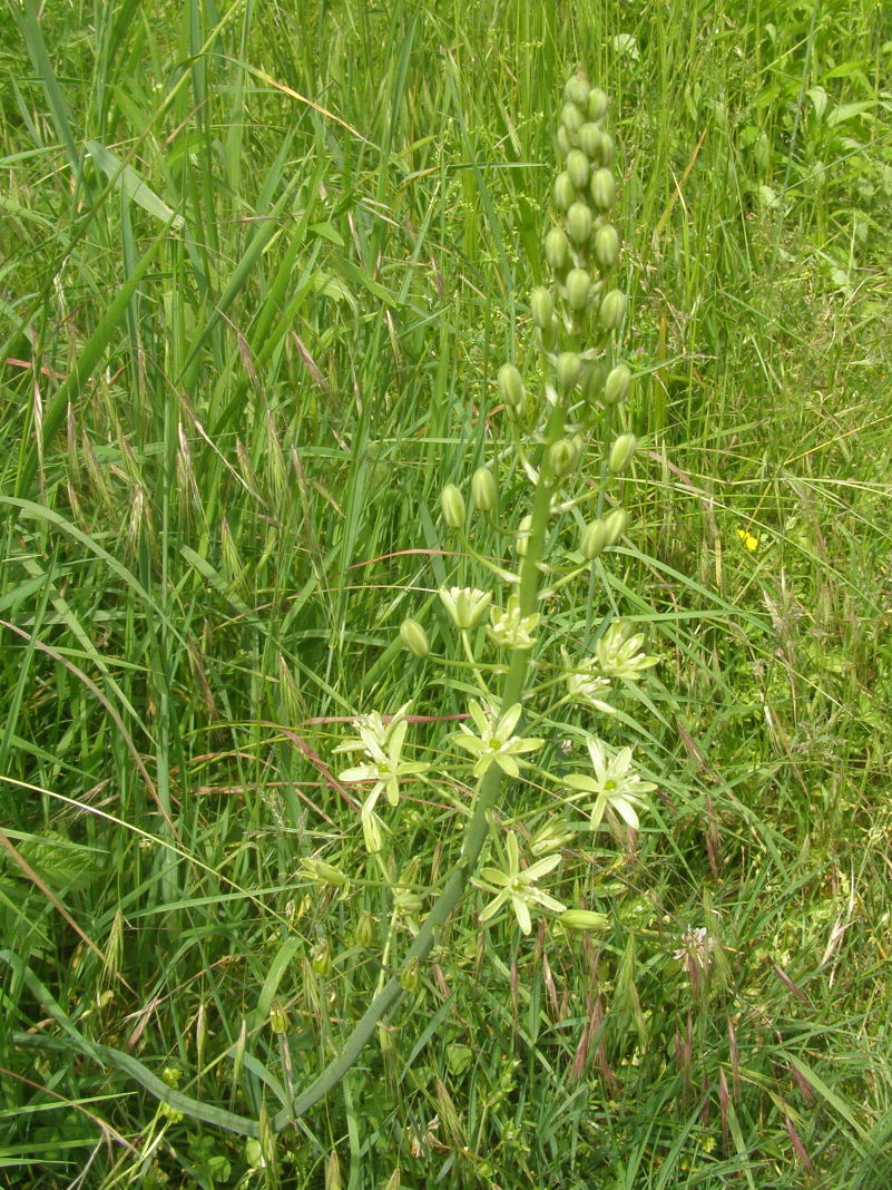 Loncomelos pyrenaicus / Latte di gallina a fiori giallastri