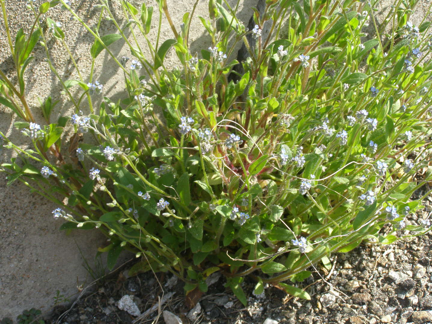 boraginacea da determinare - Myosotis sp.