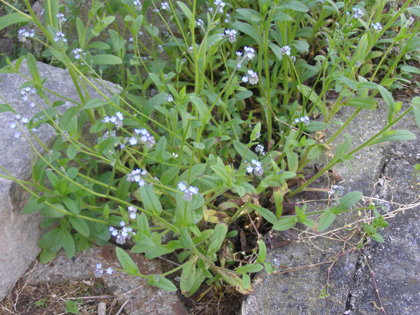 boraginacea da determinare - Myosotis sp.