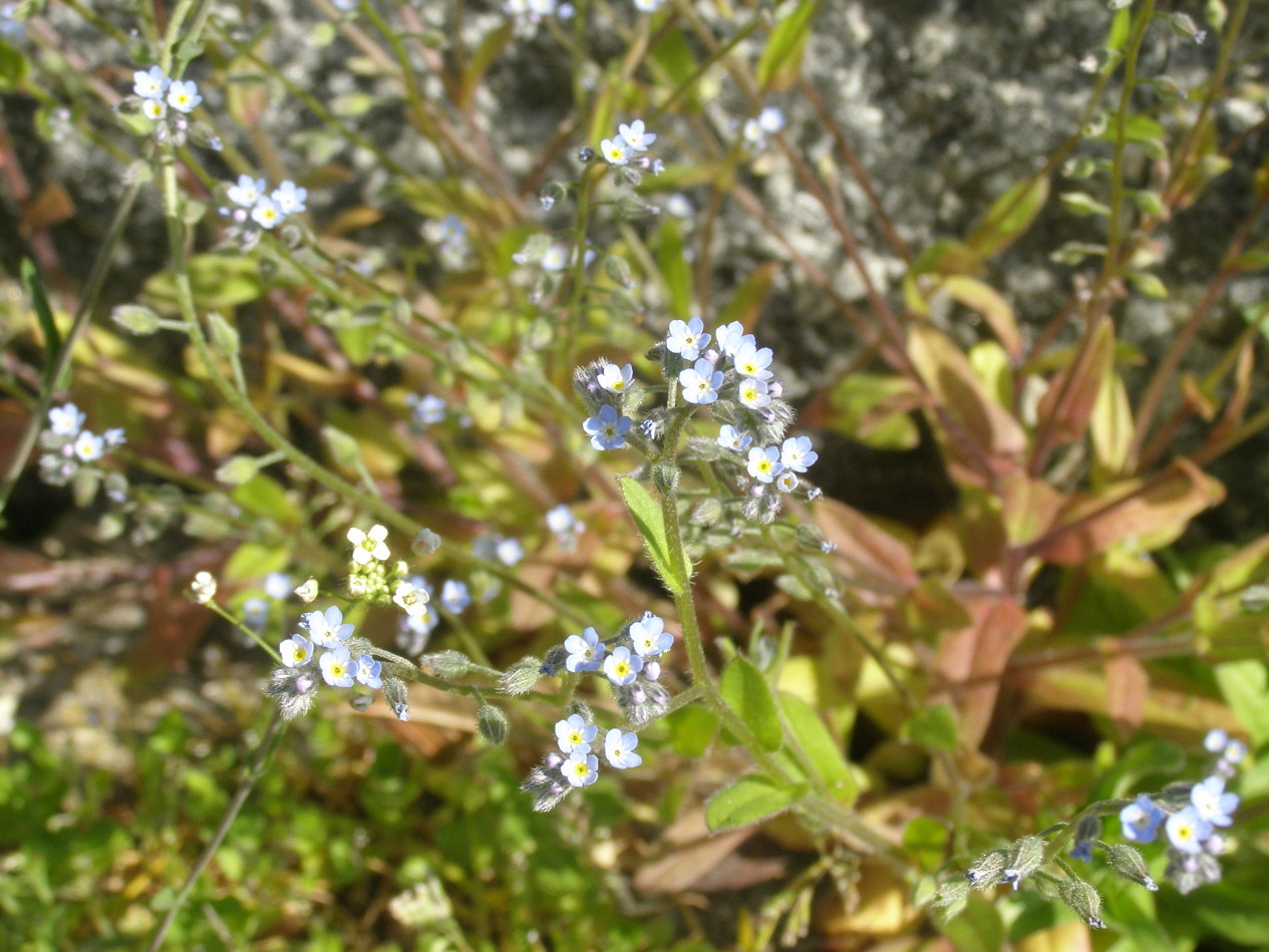 boraginacea da determinare - Myosotis sp.