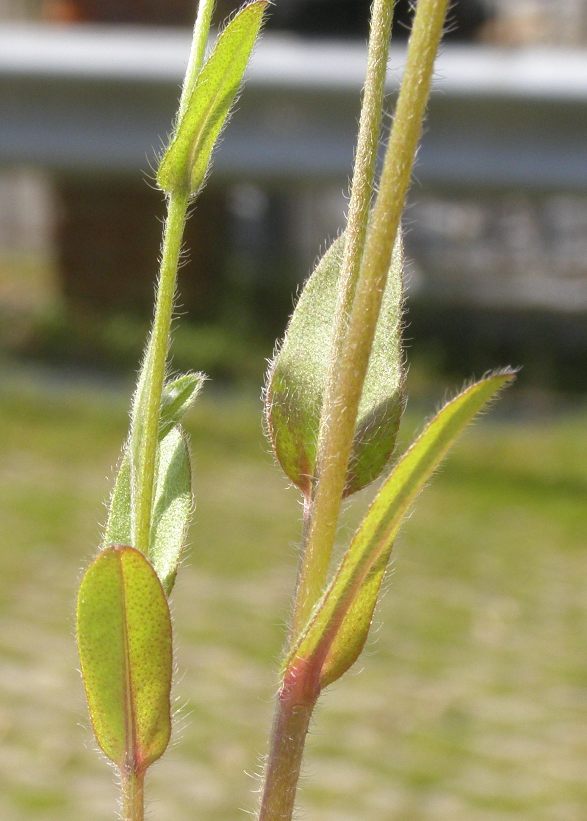 boraginacea da determinare - Myosotis sp.