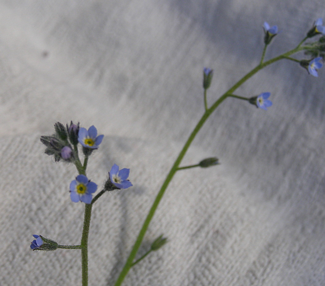 boraginacea da determinare - Myosotis sp.