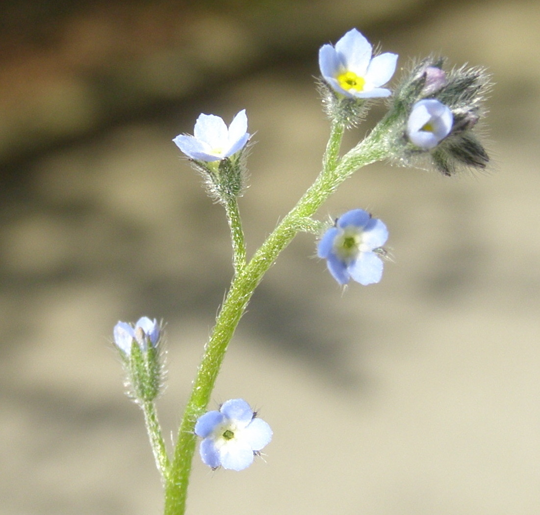 boraginacea da determinare - Myosotis sp.