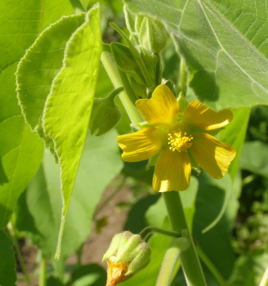 Abutilon theophrasti