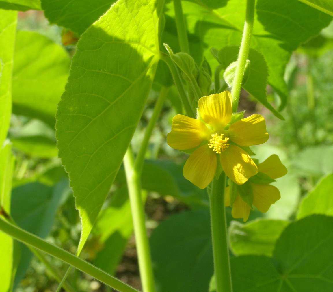 Abutilon theophrasti