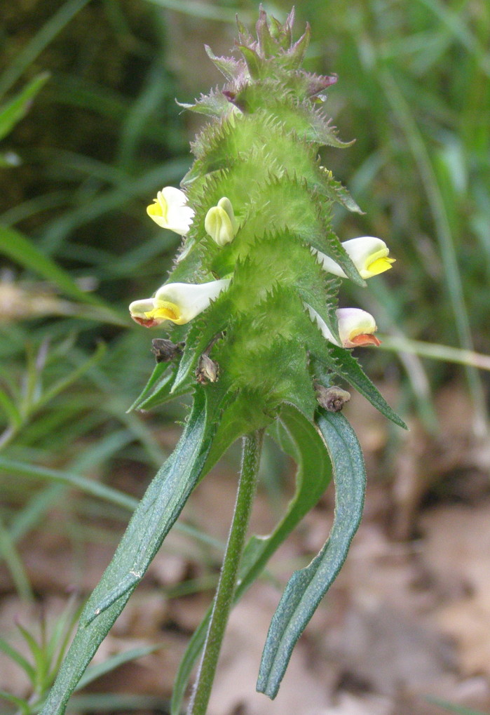 Melampyrum cristatum?