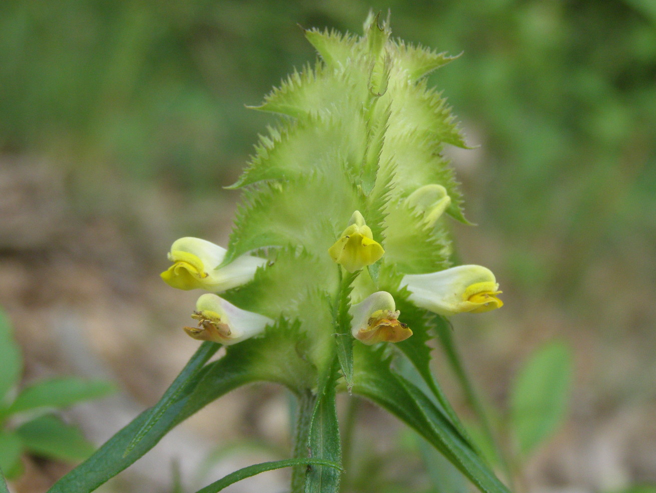 Melampyrum cristatum?