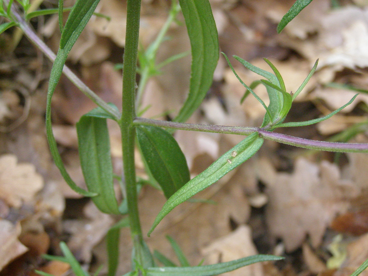 Melampyrum cristatum?