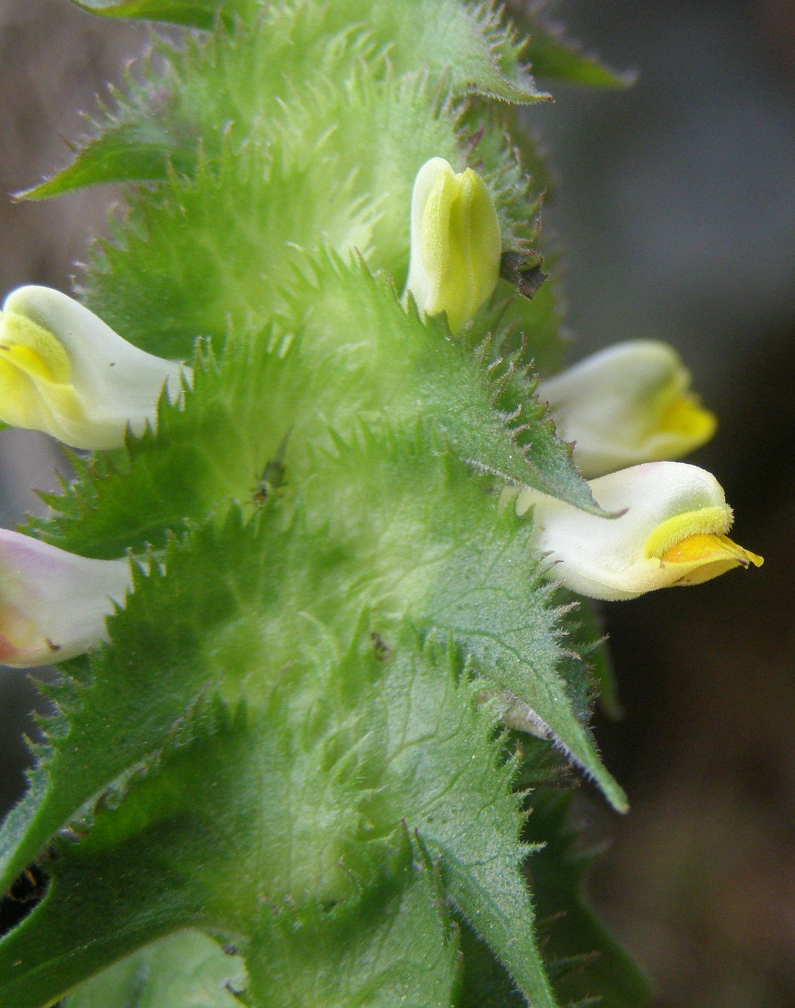 Melampyrum cristatum?