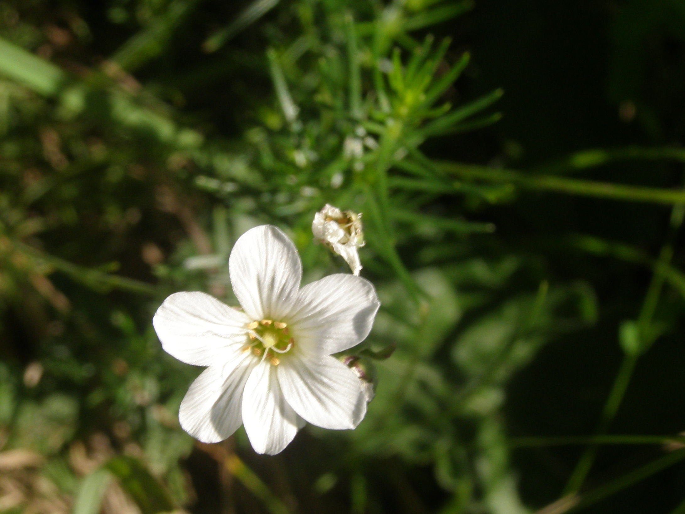 cariofillacea a sei petali?