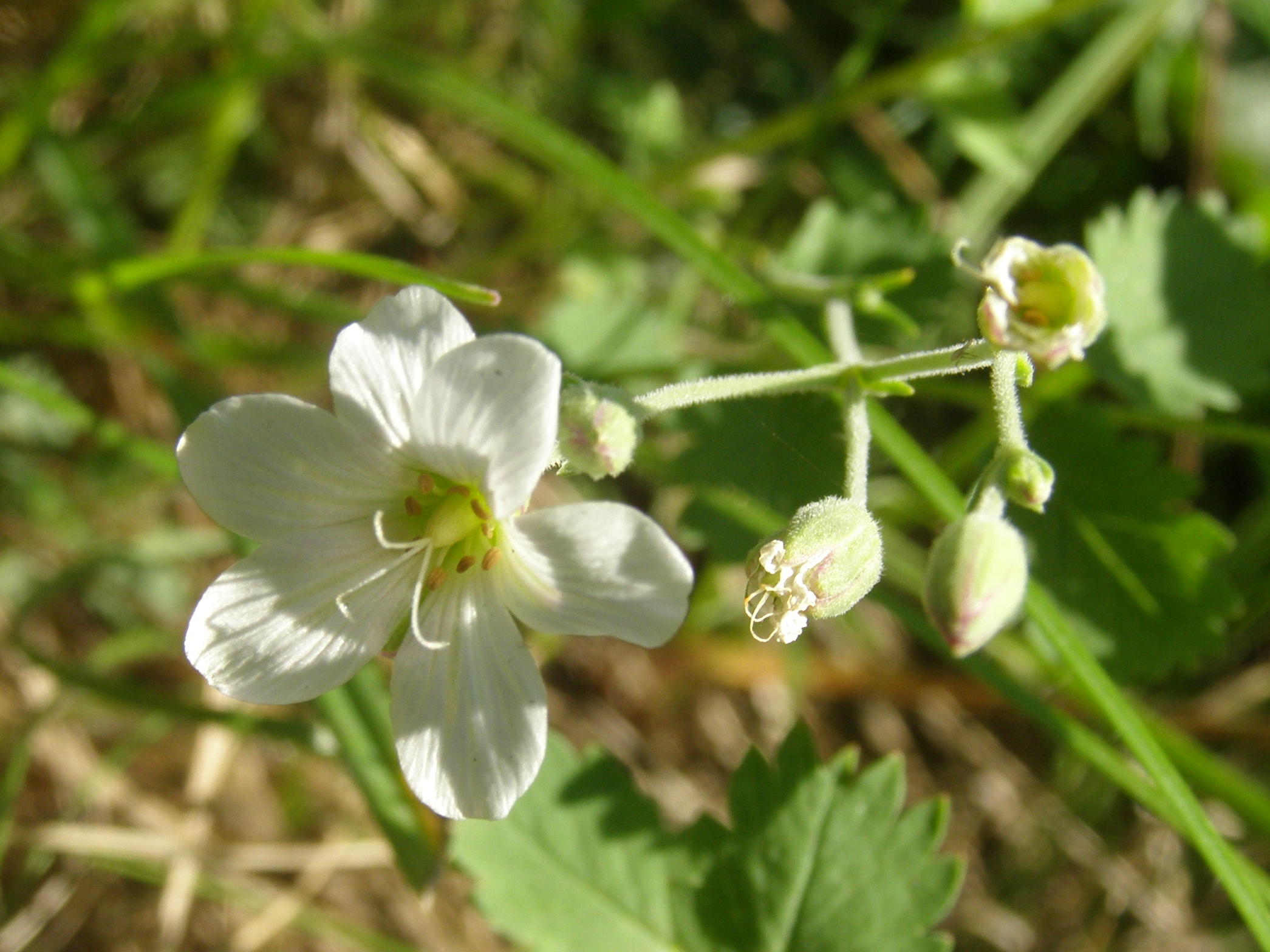 cariofillacea a sei petali?