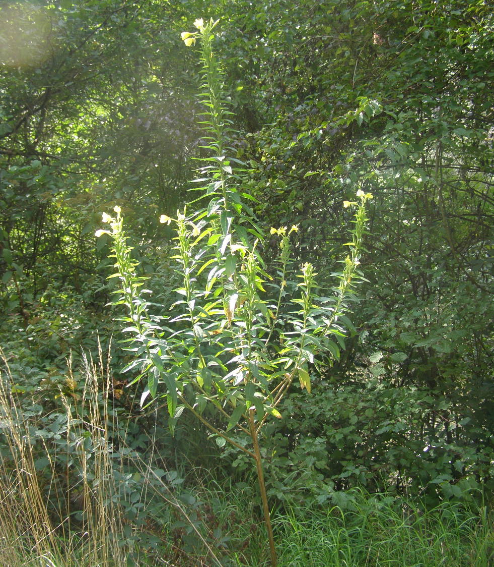 Oenothera da det.