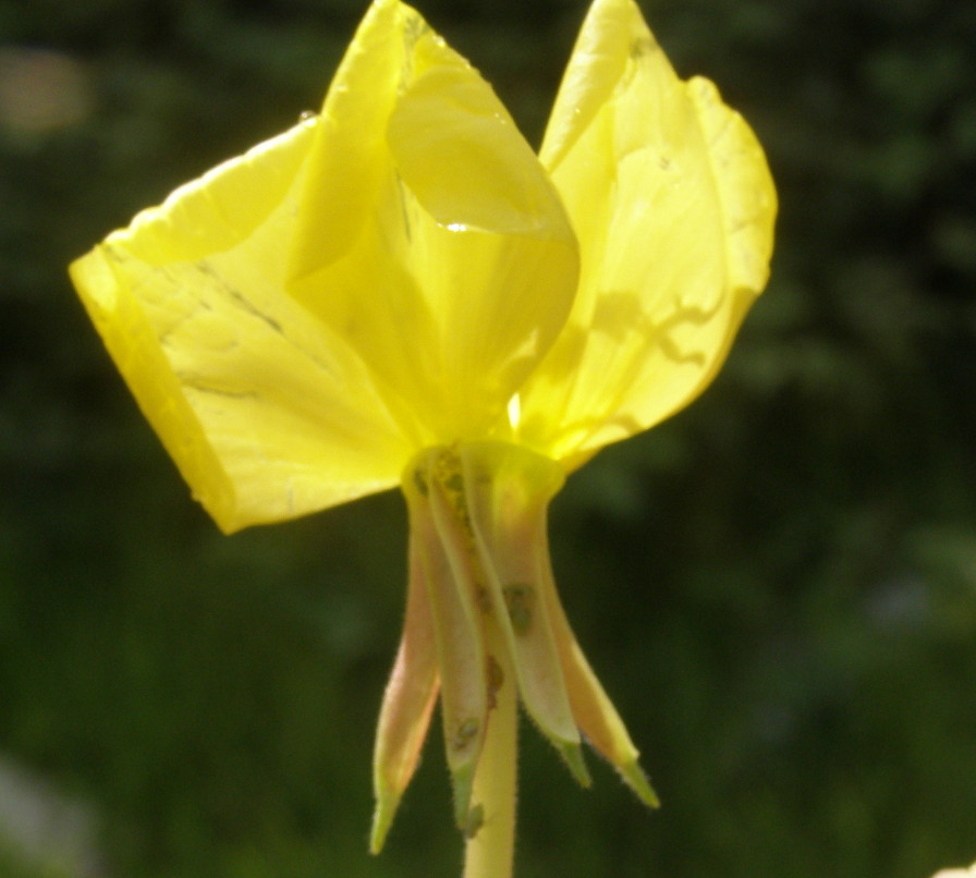 Oenothera da det.