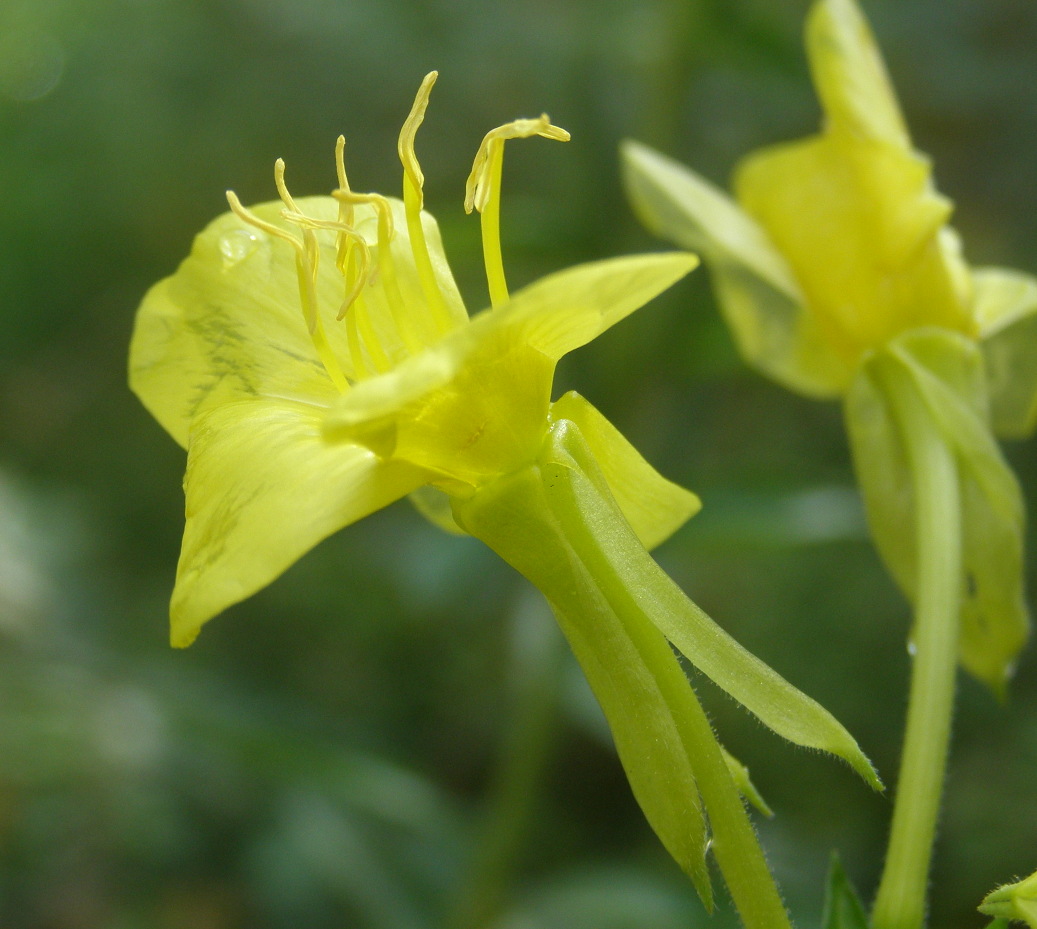 Oenothera da det.