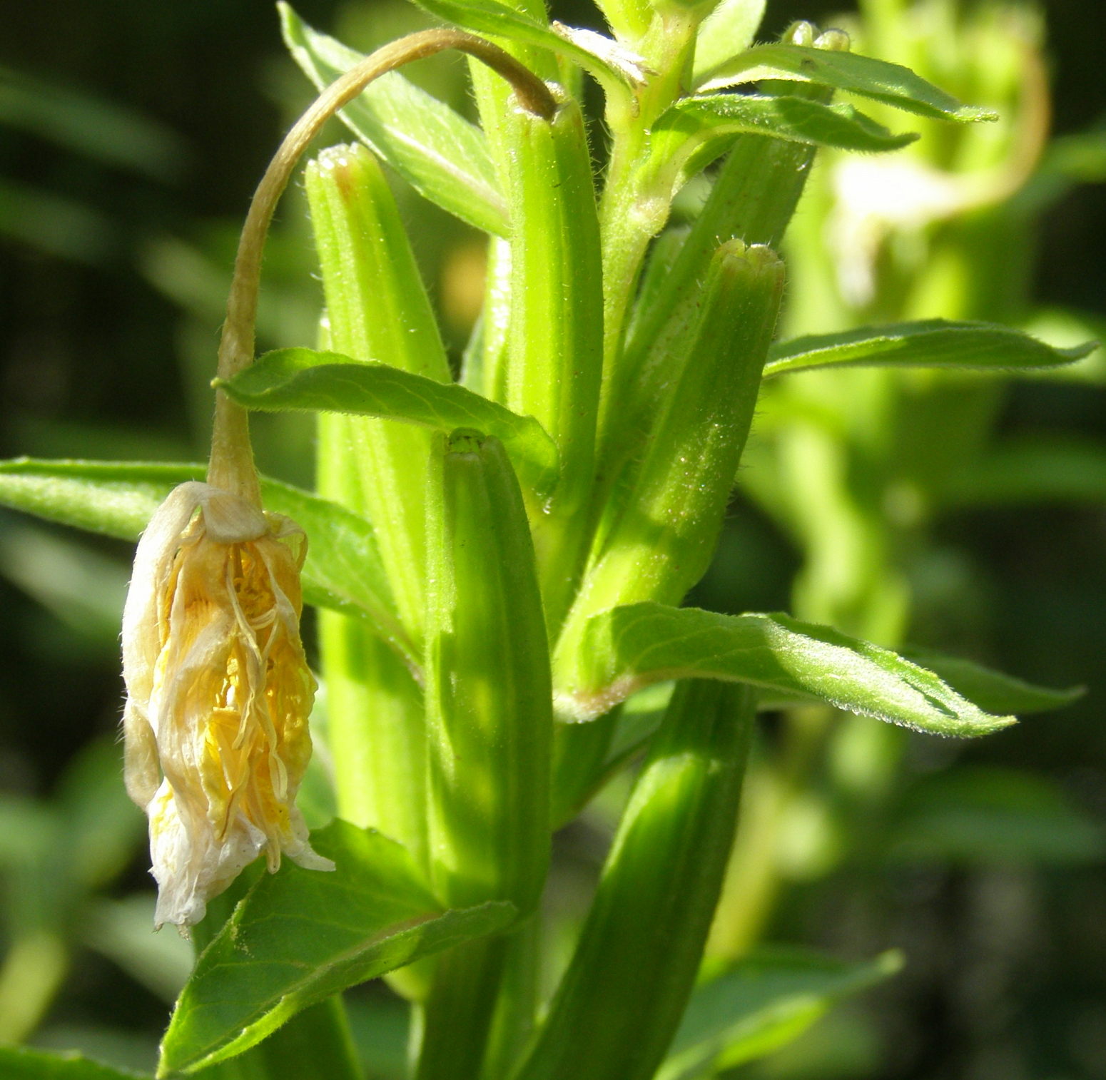 Oenothera da det.